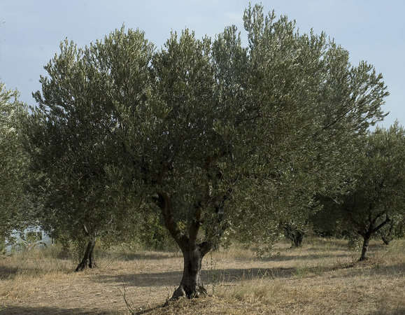 Tree, Arles