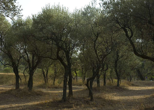 Olive Trees that 
Van Gogh painted in
St. Remy